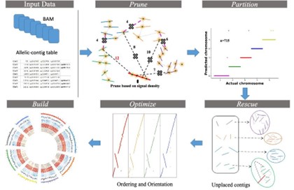 ALLHiC算法流程和功能模块.jpg