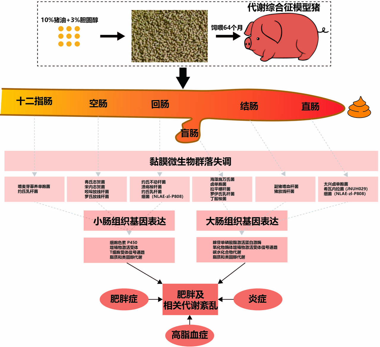 肠道黏膜相关菌群失调诱发肥胖发生的机制.PNG