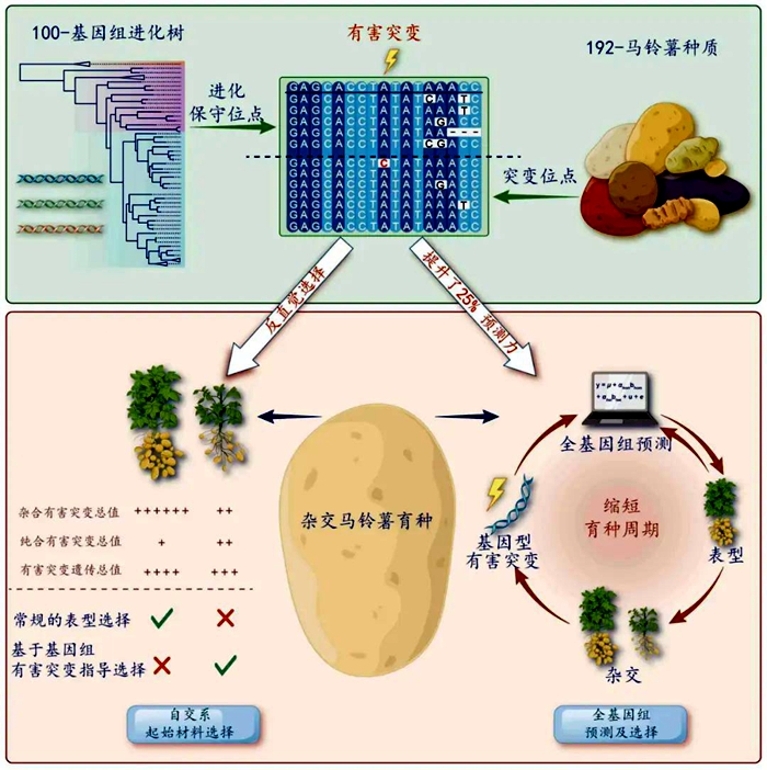 细胞2.jpg